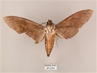 粗斜紋天蛾藏品圖，第2張