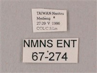 粗斜紋天蛾藏品圖，第3張