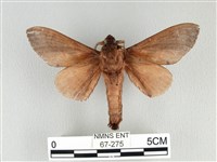 大褐斑枯葉蛾藏品圖，第2張