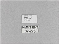 大褐斑枯葉蛾藏品圖，第3張