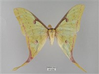 臺灣長尾水青蛾藏品圖，第1張