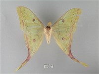 臺灣長尾水青蛾藏品圖，第2張