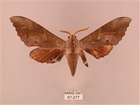 栗六點天蛾藏品圖，第1張