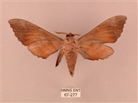 栗六點天蛾藏品圖，第2張