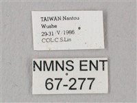 栗六點天蛾藏品圖，第3張