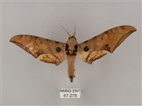 裂斑鷹翅天蛾藏品圖，第1張