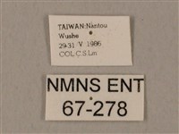 裂斑鷹翅天蛾藏品圖，第3張