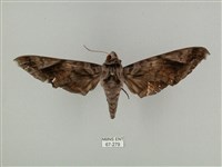 全緣缺角天蛾藏品圖，第1張