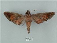 全緣缺角天蛾藏品圖，第2張