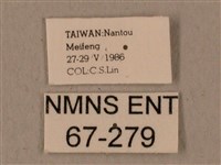 全緣缺角天蛾藏品圖，第3張