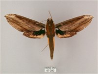 綠背斜紋天蛾藏品圖，第1張