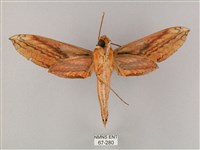 綠背斜紋天蛾藏品圖，第2張