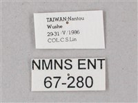 綠背斜紋天蛾藏品圖，第3張