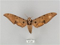 裂斑鷹翅天蛾藏品圖，第1張