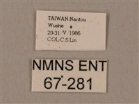 裂斑鷹翅天蛾藏品圖，第3張