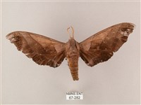 齒翅三線天蛾藏品圖，第1張