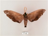 齒翅三線天蛾藏品圖，第2張