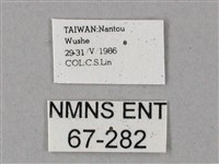 齒翅三線天蛾藏品圖，第3張