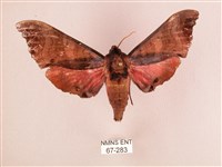 桃紅六點天蛾藏品圖，第1張