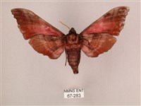 桃紅六點天蛾藏品圖，第2張