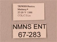 桃紅六點天蛾藏品圖，第3張