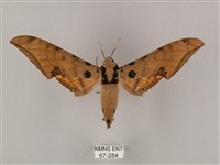 裂斑鷹翅天蛾藏品圖，第1張