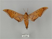 裂斑鷹翅天蛾藏品圖，第2張