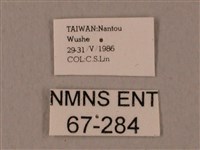 裂斑鷹翅天蛾藏品圖，第3張