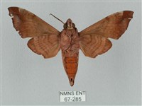 姬缺角天蛾藏品圖，第2張