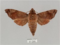 姬缺角天蛾藏品圖，第1張