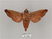 姬缺角天蛾藏品圖，第2張