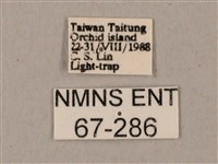 姬缺角天蛾藏品圖，第3張