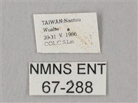 栗六點天蛾藏品圖，第3張