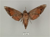 全緣缺角天蛾藏品圖，第2張