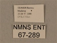 全緣缺角天蛾藏品圖，第3張