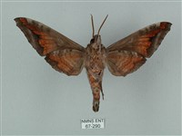 全緣缺角天蛾藏品圖，第2張