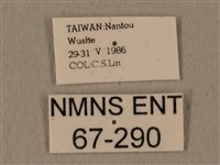 全緣缺角天蛾藏品圖，第3張