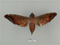 全緣缺角天蛾藏品圖，第2張