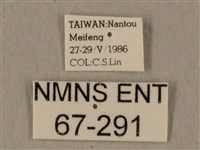 全緣缺角天蛾藏品圖，第3張