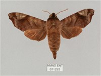 姬缺角天蛾藏品圖，第1張