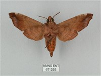 姬缺角天蛾藏品圖，第2張