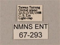 姬缺角天蛾藏品圖，第3張