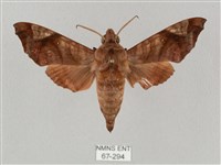 姬缺角天蛾藏品圖，第1張