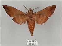 姬缺角天蛾藏品圖，第2張