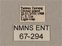 姬缺角天蛾藏品圖，第3張