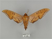 裂斑鷹翅天蛾藏品圖，第2張