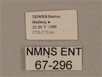 裂斑鷹翅天蛾藏品圖，第3張