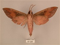 背中白天蛾藏品圖，第2張