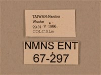 背中白天蛾藏品圖，第3張