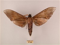 栗六點天蛾藏品圖，第2張